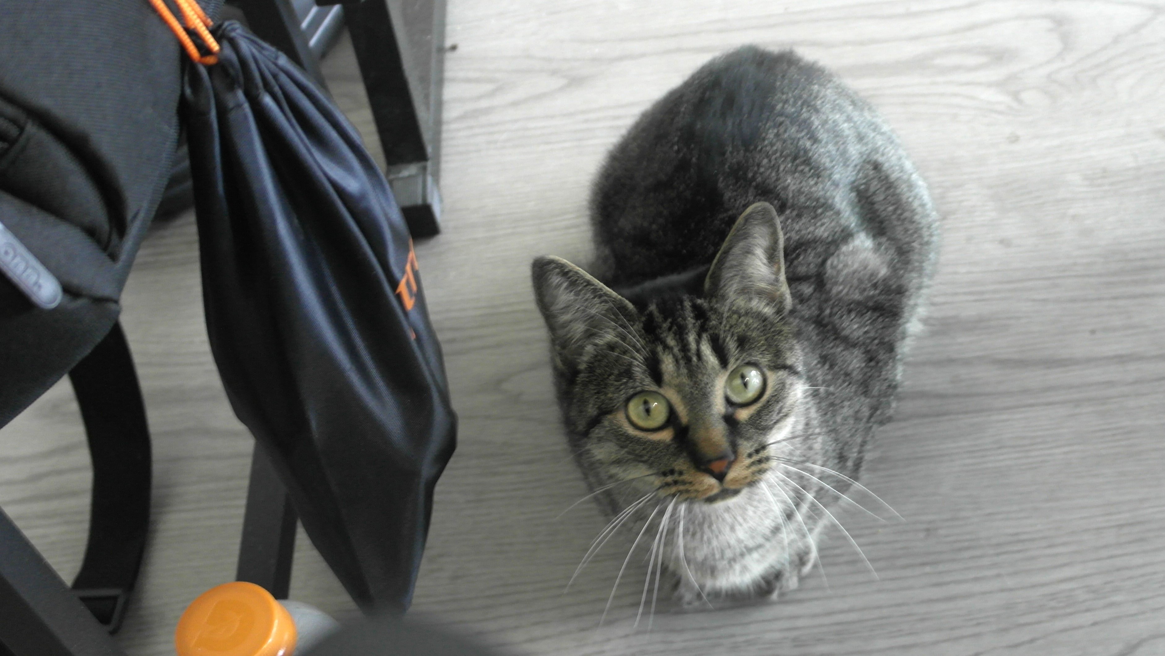 Nevi the cat under my desk